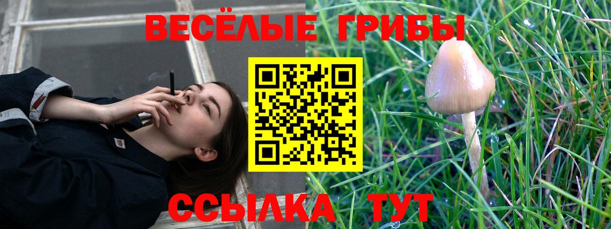 Псилоцибиновые грибы прущие грибы  Вход с VPN  Павловский Посад  Галлюциногенные грибы Psilocybine cubensis 
